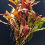 Ludwigia Peruensis (Red Ludwigia / Ludwigia glandulosa / Ludwigia Scarlet-Fire)