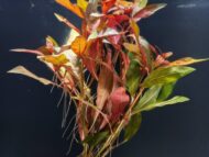 Ludwigia Peruensis (Red Ludwigia / Ludwigia glandulosa / Ludwigia Scarlet-Fire)