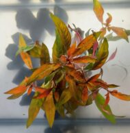 Ludwigia Peruensis (Red Ludwigia / Ludwigia glandulosa / Ludwigia Scarlet-Fire) - Image 2