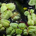 Red Root Floaters (Phyllanthus Fluitans) - Stunning Floating Plant