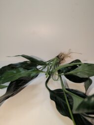 Peace Lily plant,  Spathiphyllum wallisii.  - Image 2