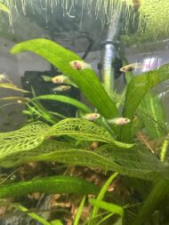 Madagascar Lace Fern - Image 4