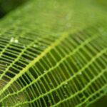 Madagascar Lace Fern