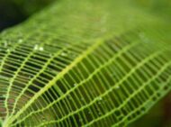 Madagascar Lace Fern