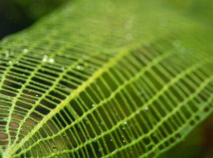 Madagascar Lace Fern