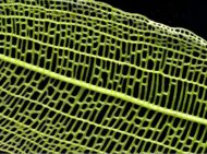 Madagascar Lace Fern - Image 2