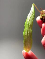 Madagascar Lace Fern - Image 3