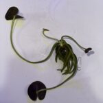 Banana Lily, Nymphoides aquatica. 