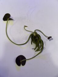 Banana Lily, Nymphoides aquatica. 