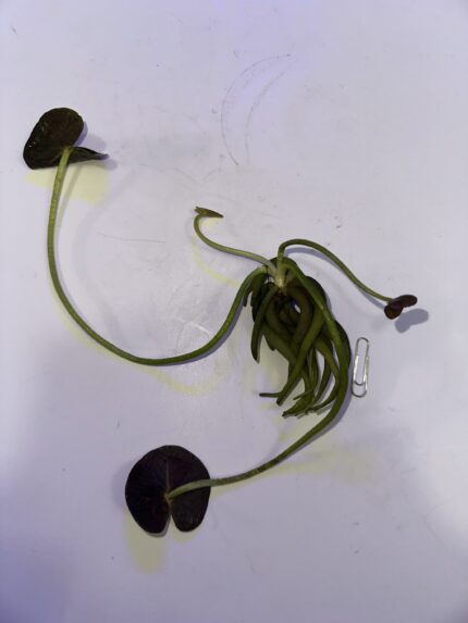 Banana Lily, Nymphoides aquatica. 