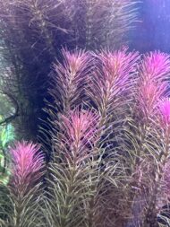Whorly Rotala - Pink( Rotala Wallichii ) - Image 3