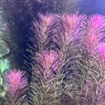 Whorly Rotala - Pink( Rotala Wallichii )