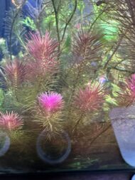 Whorly Rotala - Pink( Rotala Wallichii ) - Image 2