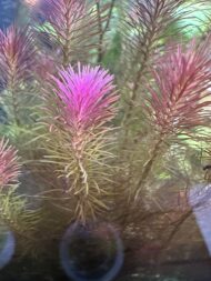 Whorly Rotala - Pink( Rotala Wallichii ) - Image 4