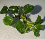 Anubias Nana ‘Petite