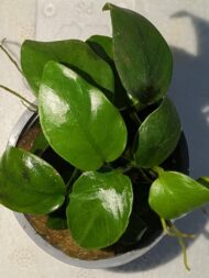Anubias Nana ‘Petite - Image 2