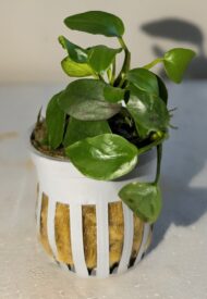 Anubias Nana ‘Petite - Image 3