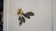 Assorted Bucephalandra  - Image 3
