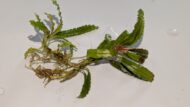 Assorted Bucephalandra  - Image 4