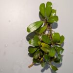 Assorted Bucephalandra 