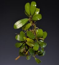 Assorted Bucephalandra  - Image 2