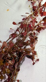 Ludwigia Super Red - Image 2
