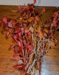 Ludwigia Super Red - Image 3