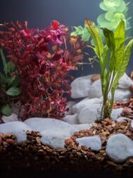 Ludwigia Super Red - Image 4