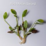 Amazon Sword - Melon Sword