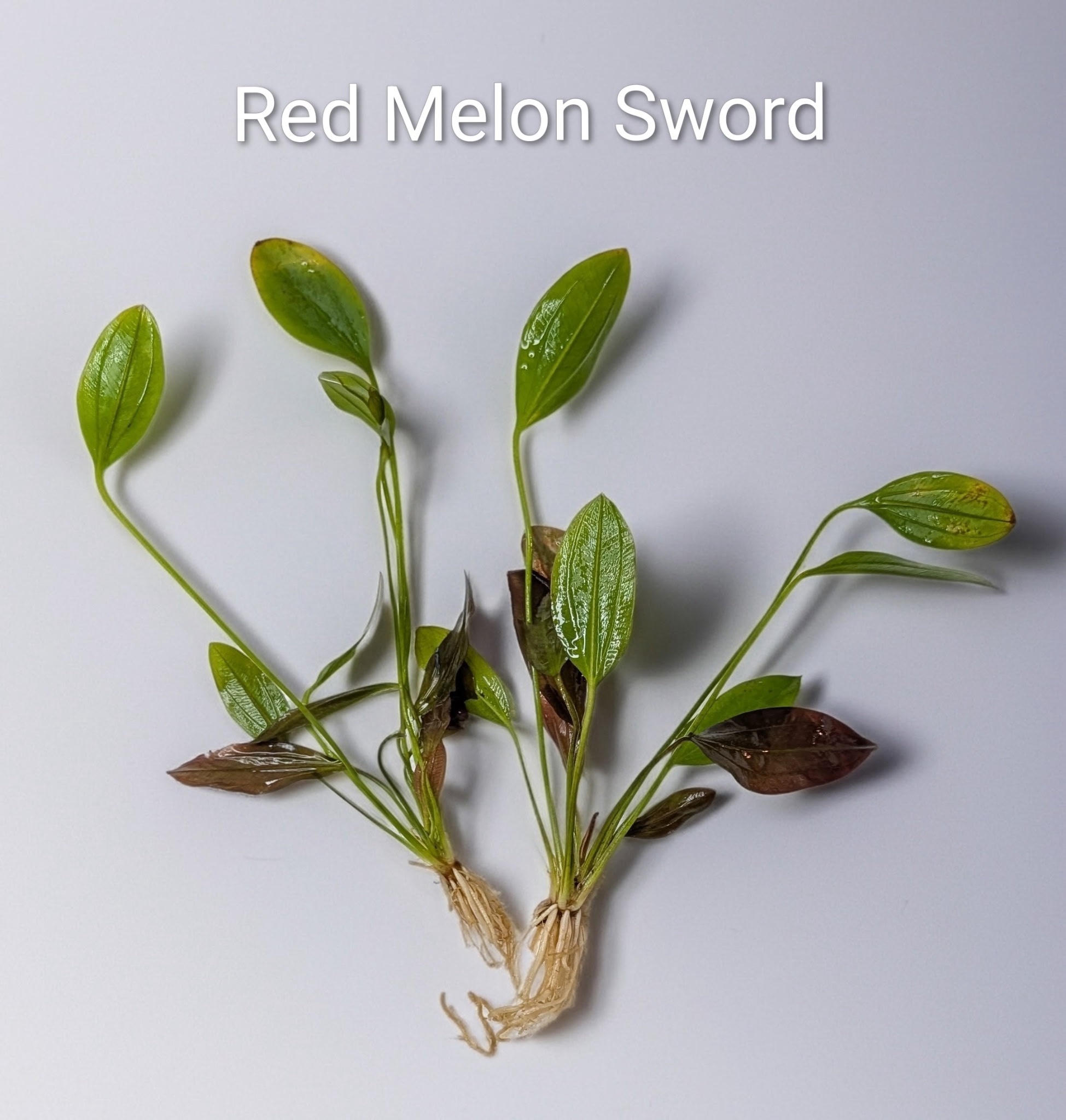 4869567052078346208 Amazon Sword - Melon Sword - Image 1