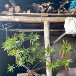 Rotala Sp. “ Mị Nương “