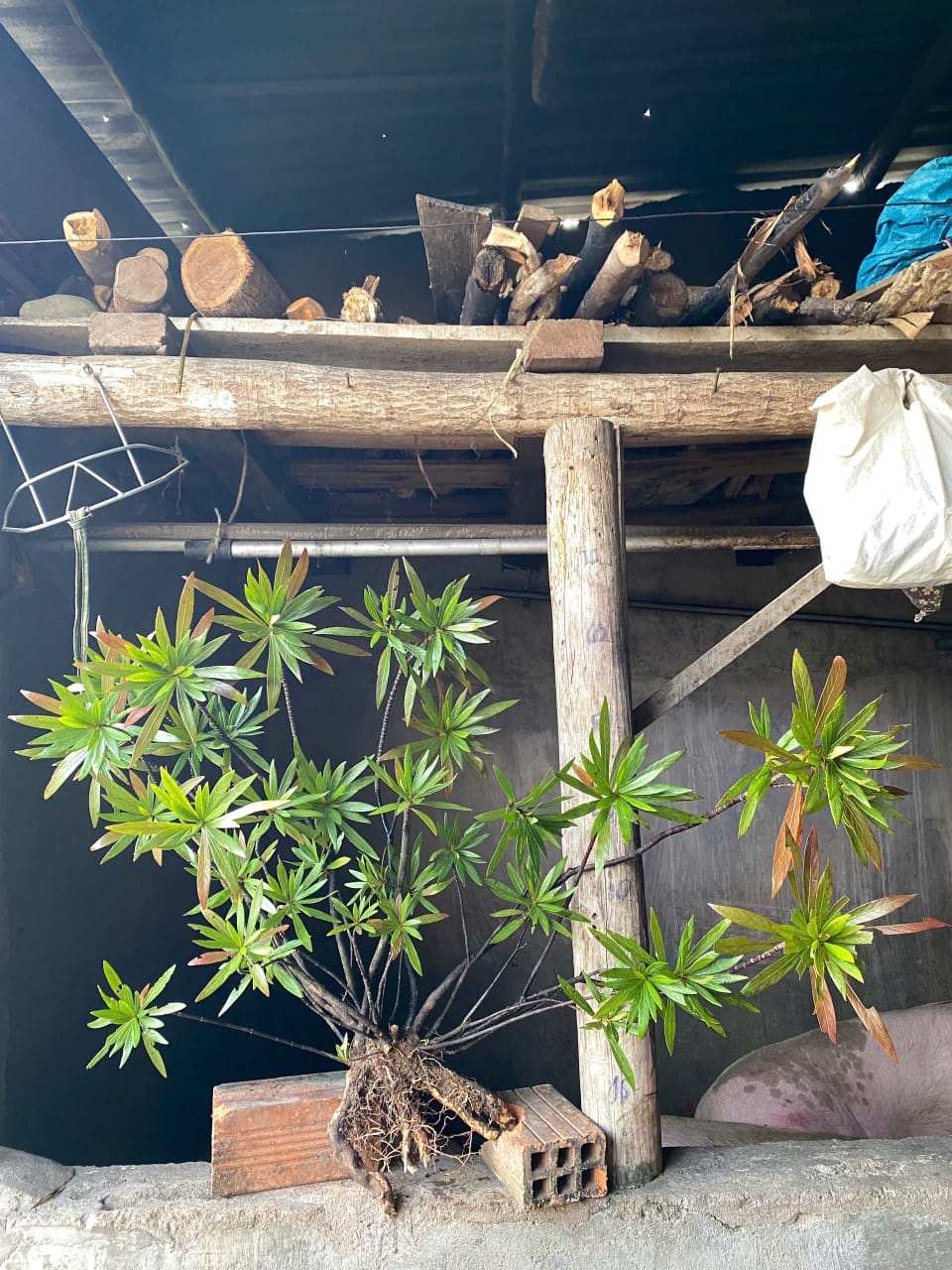 c72cde5f-1eef-4b02-b631-89e764ca71b3 Rotala Sp. “ Mị Nương “ - Image 1