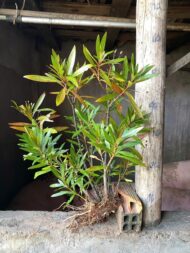 Rotala Sp. “ Mị Nương “ - Image 2