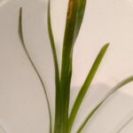 Red Jungle Val