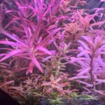 Rotala Rotundifolia Red