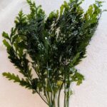 Bolbitis heudelotii