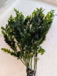 Bolbitis heudelotii