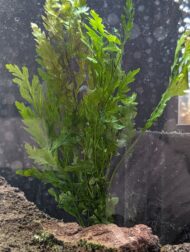 Bolbitis heudelotii - Image 3